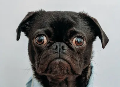 Discover Hilarious Truth Quotes That Will Leave You in Stitches